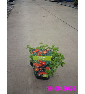 Potentilla frut. 'Red Ace' C 1,4 L